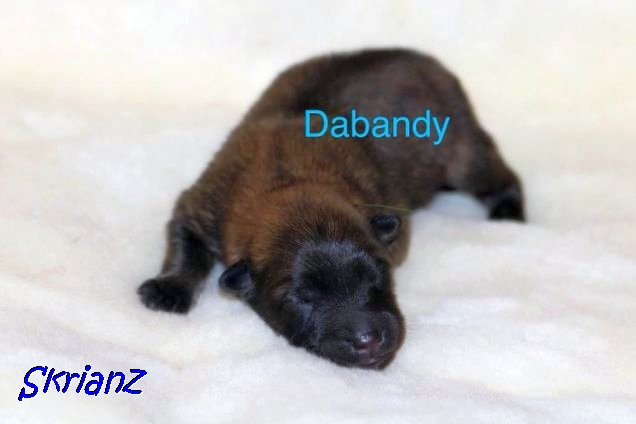 16.2.2021 - Dabandy 💙